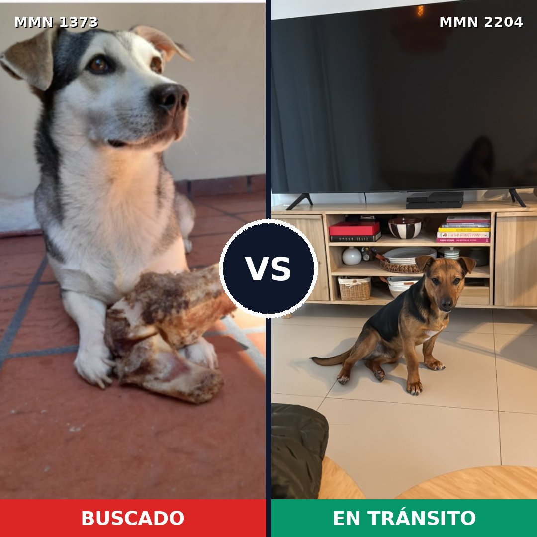 Comparativa MMS 66298: mascota perdida y mascota encontrada, 72% de similitud