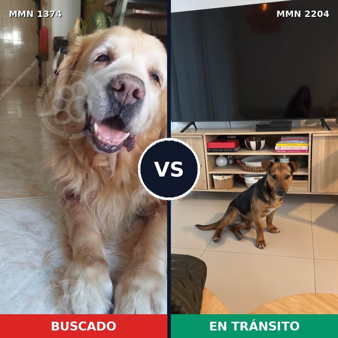 Comparativa MMS 66299: mascota perdida y mascota encontrada, 45% de similitud