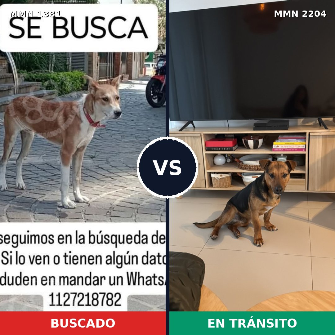 Comparativa MMS 66301: mascota perdida y mascota encontrada, 69% de similitud