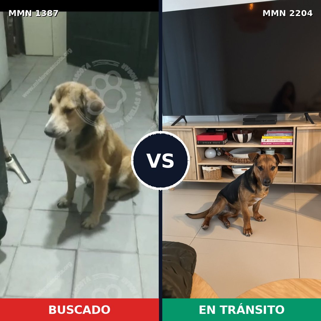 Comparativa MMS 66302: mascota perdida y mascota encontrada, 66% de similitud