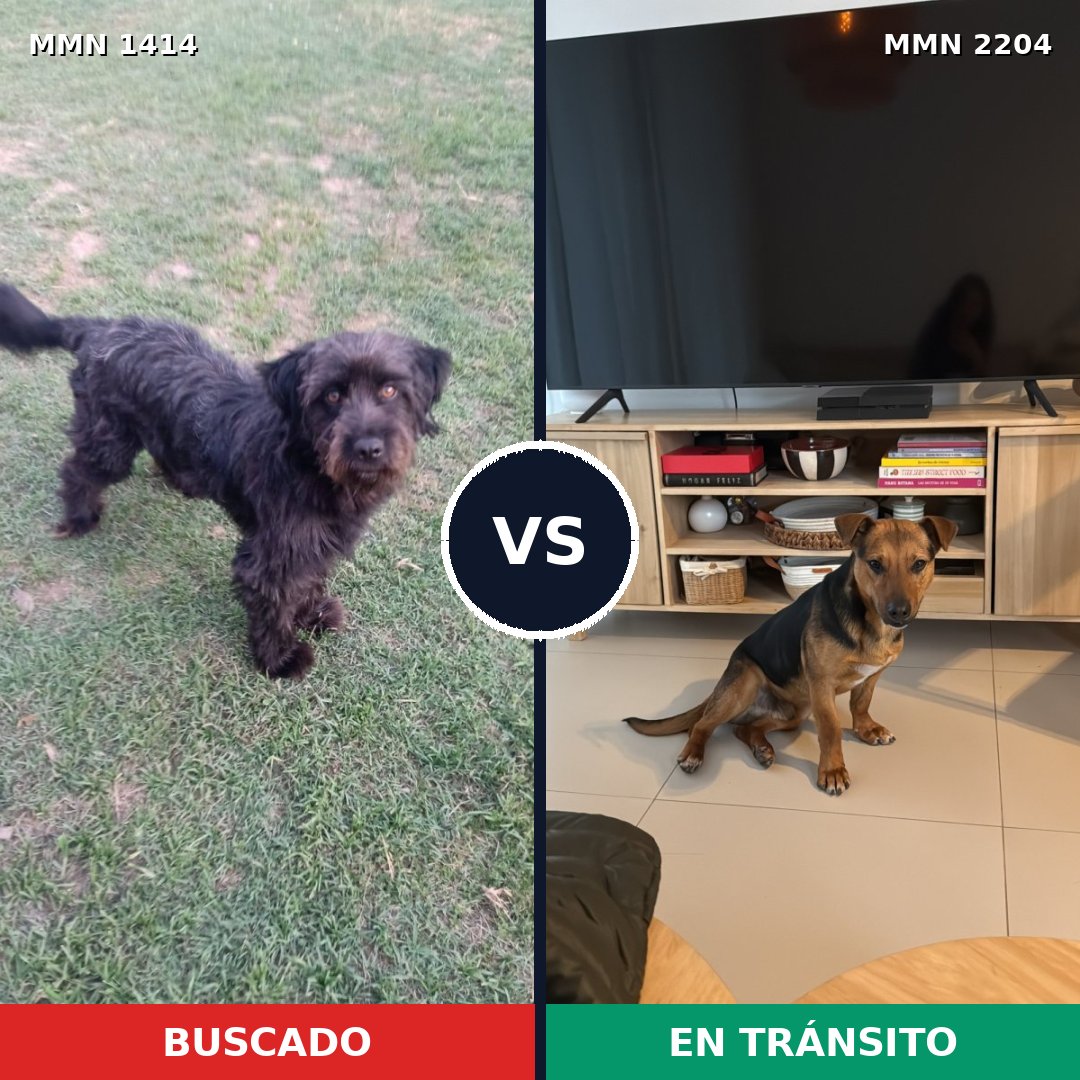 Comparativa MMS 66303: mascota perdida y mascota encontrada, 51% de similitud
