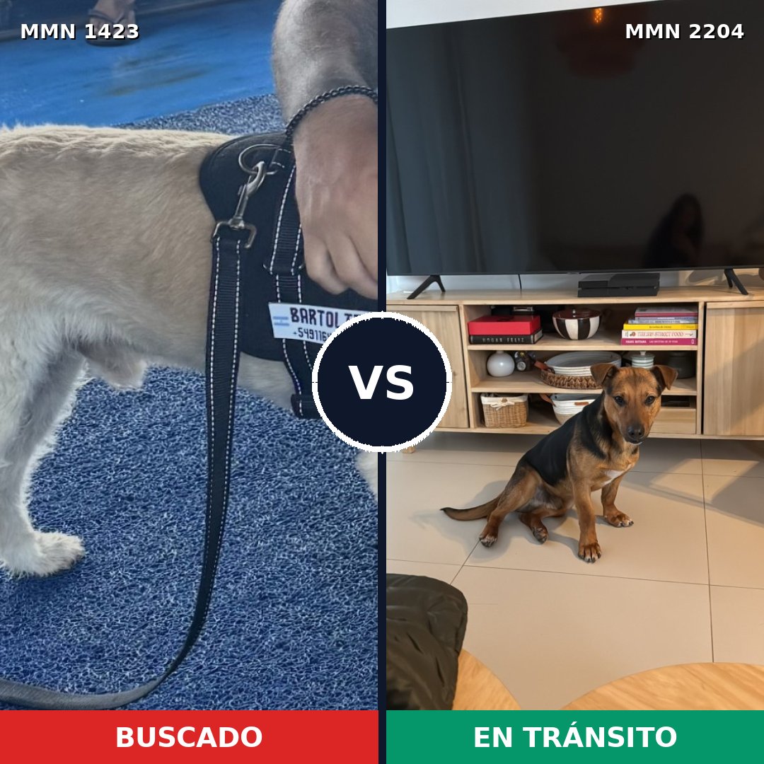 Comparativa MMS 66304: mascota perdida y mascota encontrada, 74% de similitud