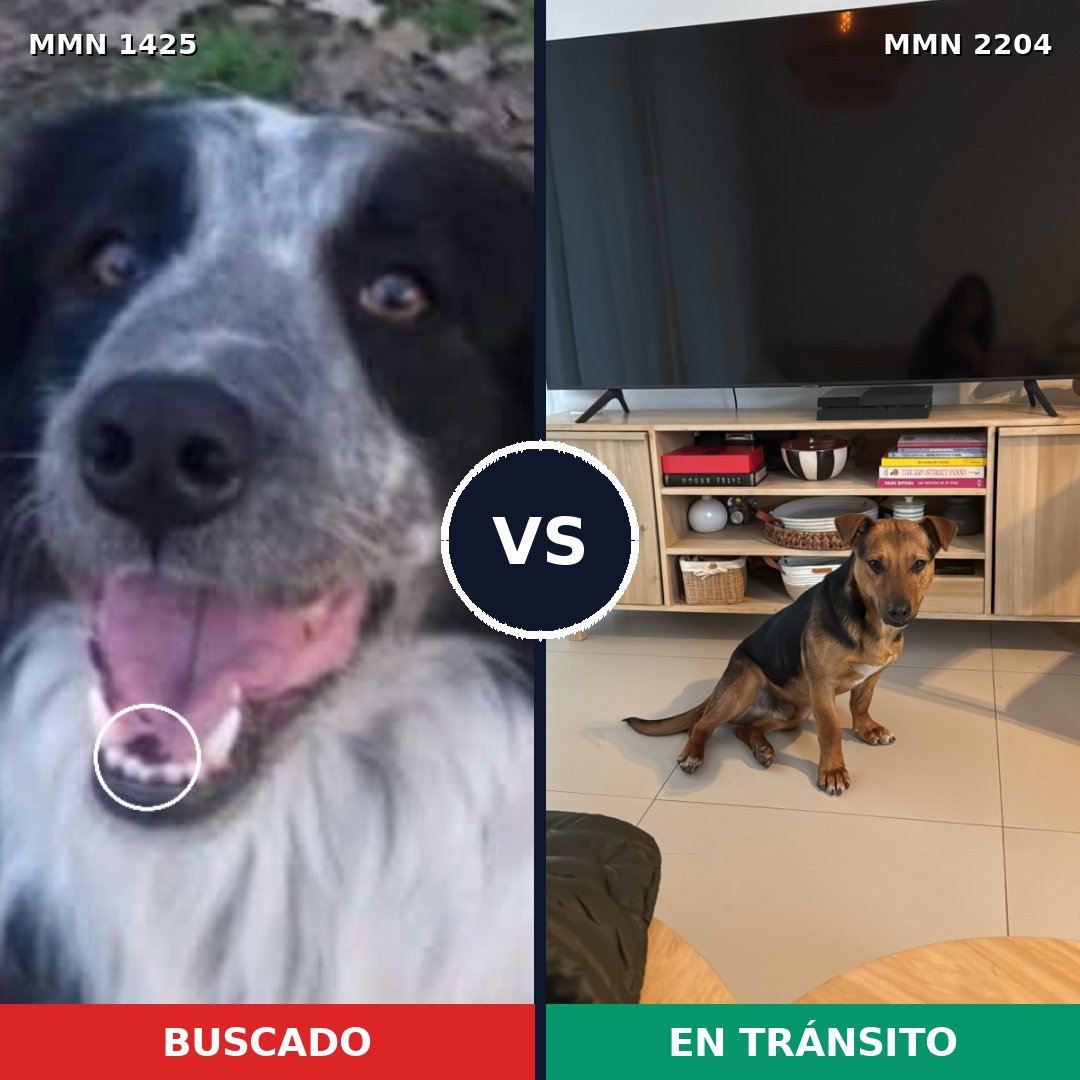 Comparativa MMS 66305: mascota perdida y mascota encontrada, 51% de similitud