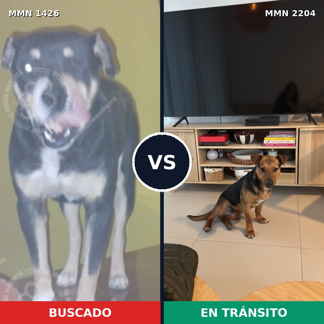 Comparativa MMS 66306: mascota perdida y mascota encontrada, 85% de similitud