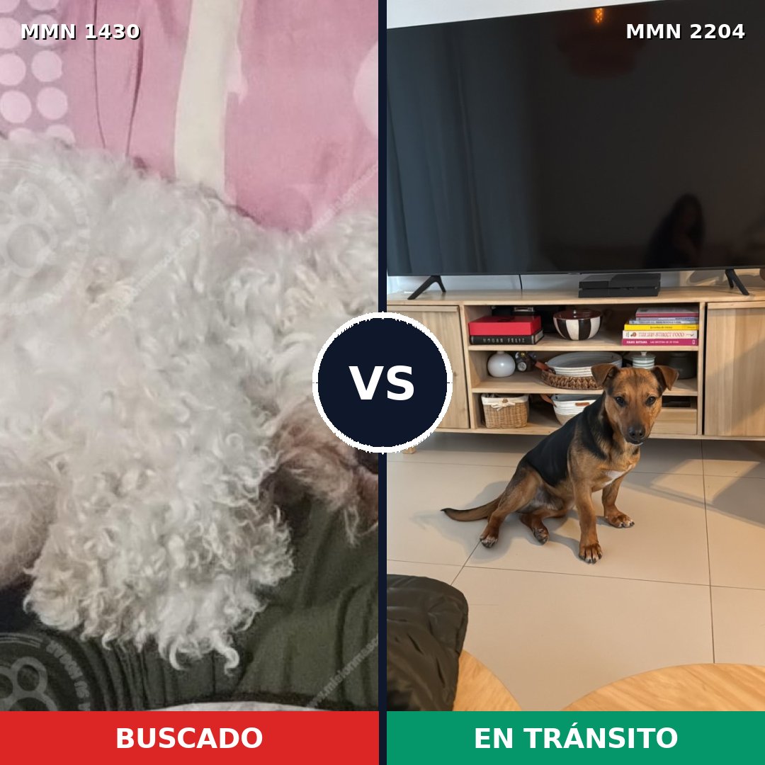 Comparativa MMS 66307: mascota perdida y mascota encontrada, 46% de similitud