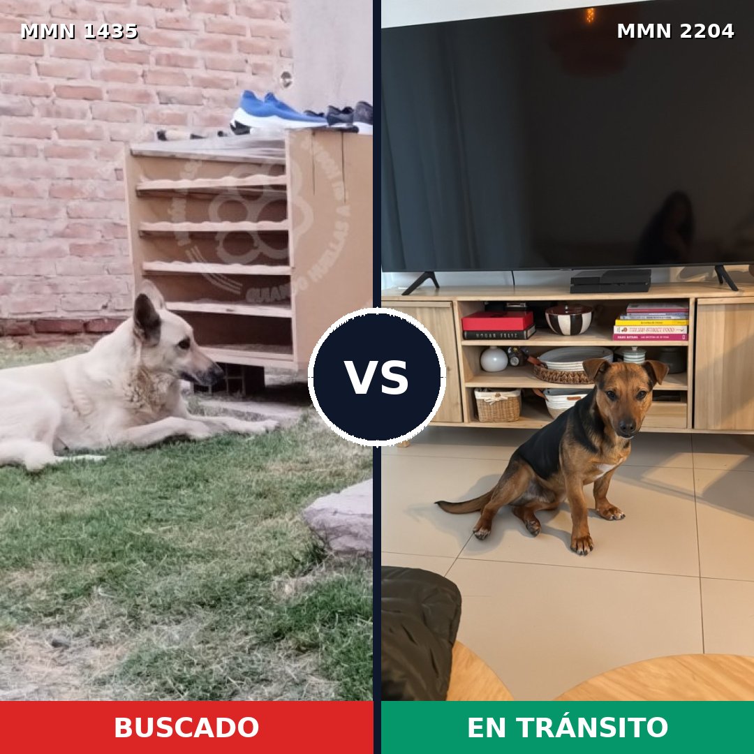 Comparativa MMS 66308: mascota perdida y mascota encontrada, 59% de similitud