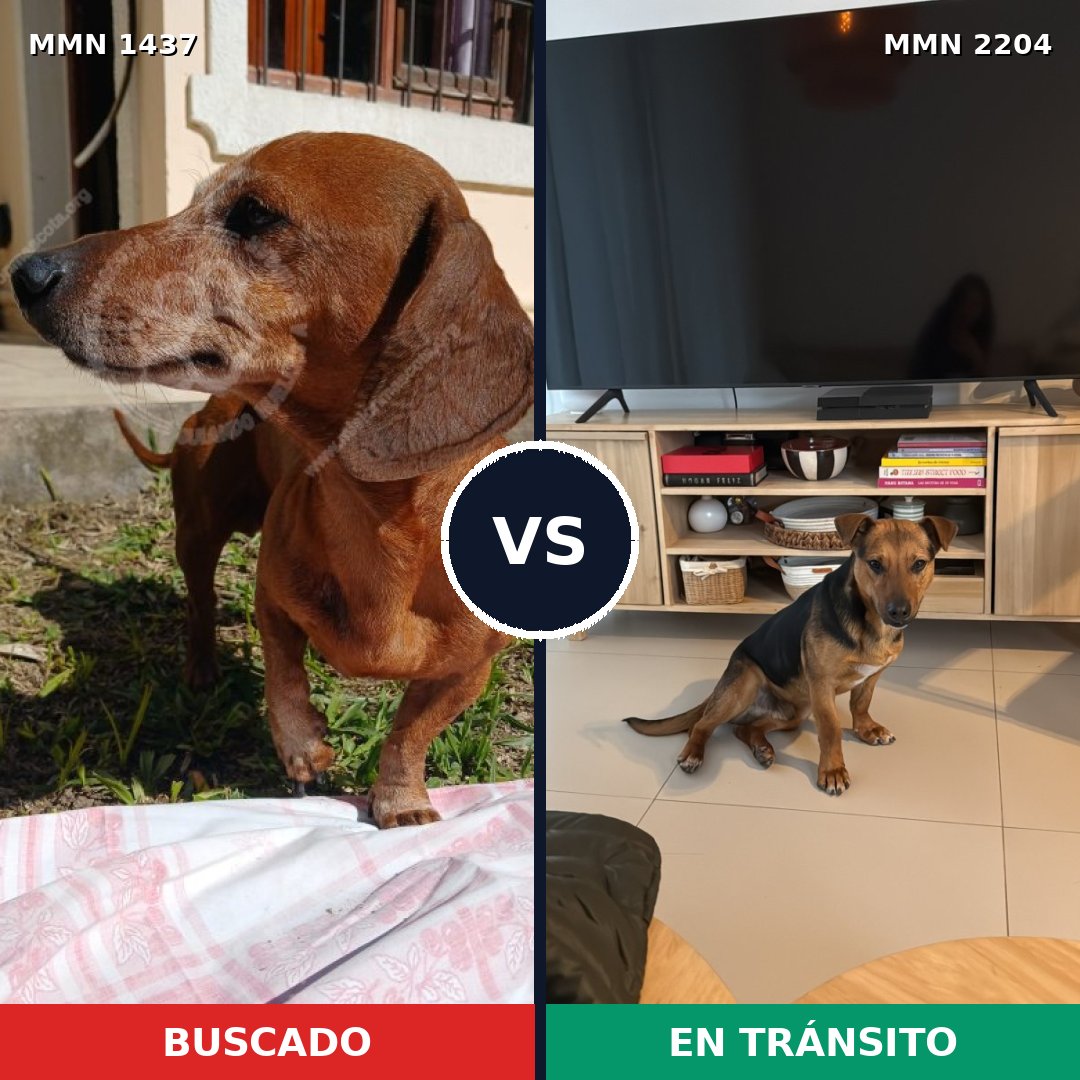 Comparativa MMS 66310: mascota perdida y mascota encontrada, 42% de similitud