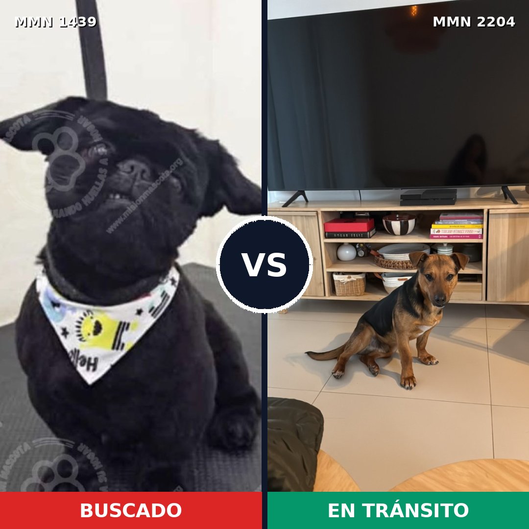 Comparativa MMS 66311: mascota perdida y mascota encontrada, 35% de similitud