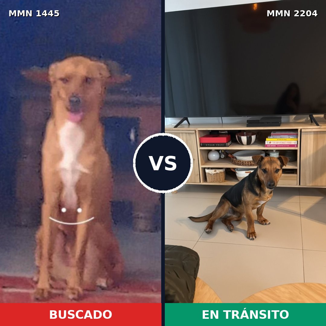 Comparativa MMS 66312: mascota perdida y mascota encontrada, 86% de similitud
