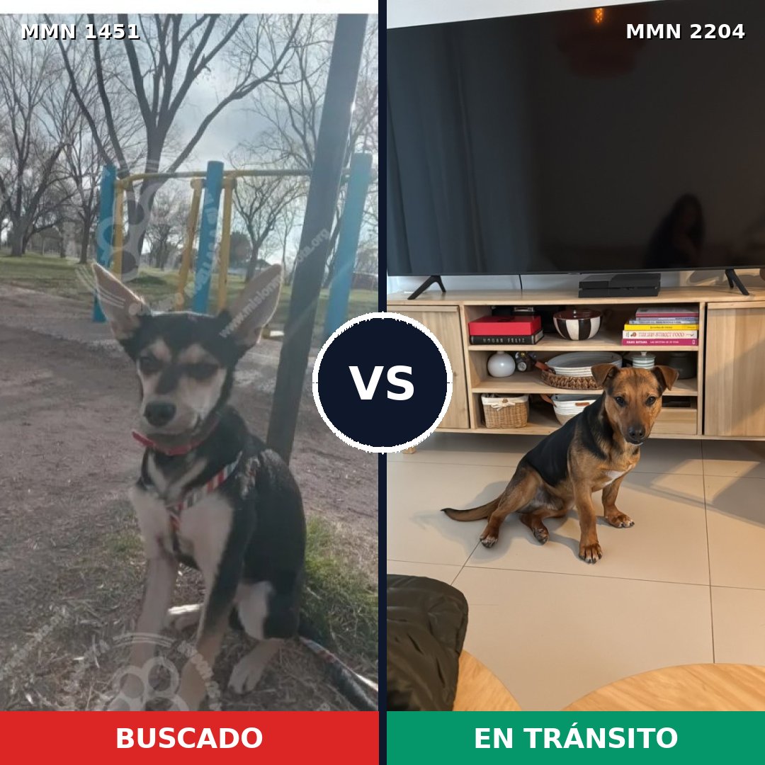 Comparativa MMS 66313: mascota perdida y mascota encontrada, 83% de similitud