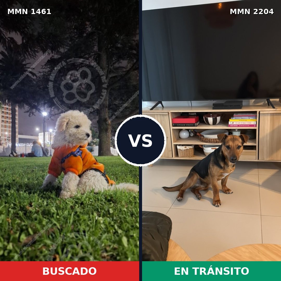 Comparativa MMS 66314: mascota perdida y mascota encontrada, 37% de similitud