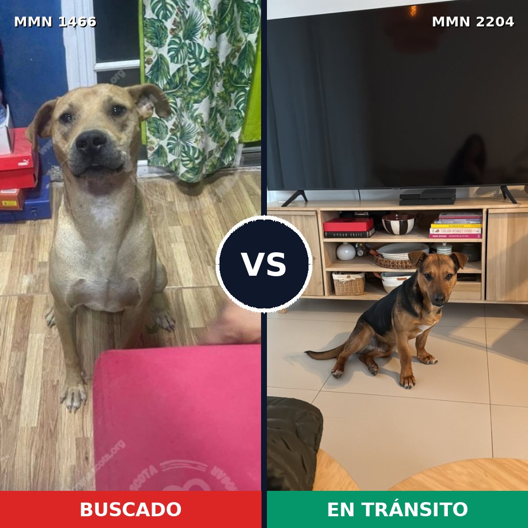 Comparativa MMS 66315: mascota perdida y mascota encontrada, 80% de similitud