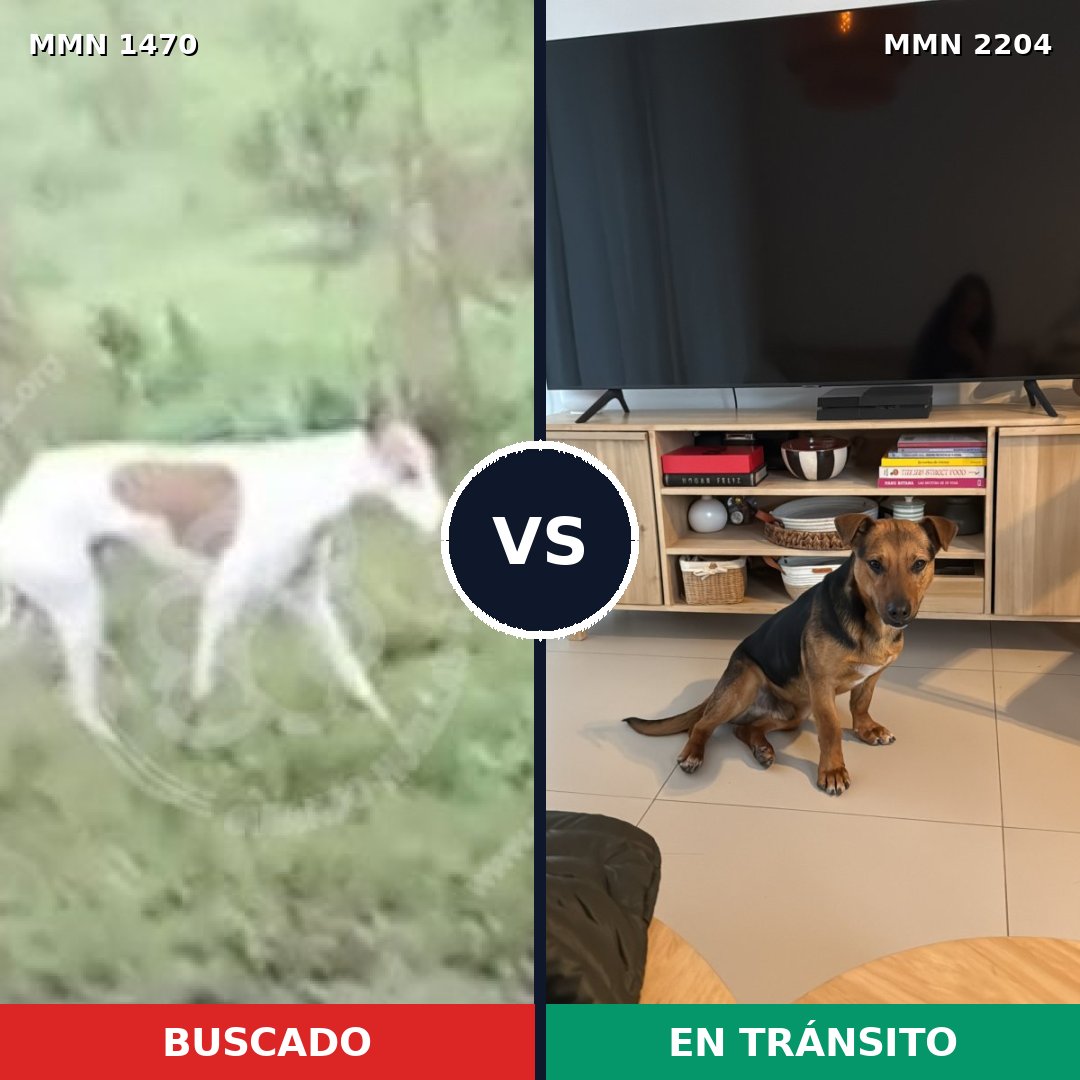 Comparativa MMS 66316: mascota perdida y mascota encontrada, 57% de similitud