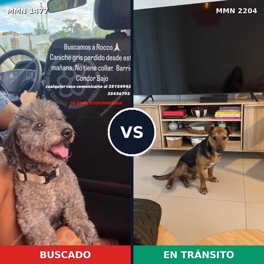 Comparativa MMS 66317: mascota perdida y mascota encontrada, 32% de similitud