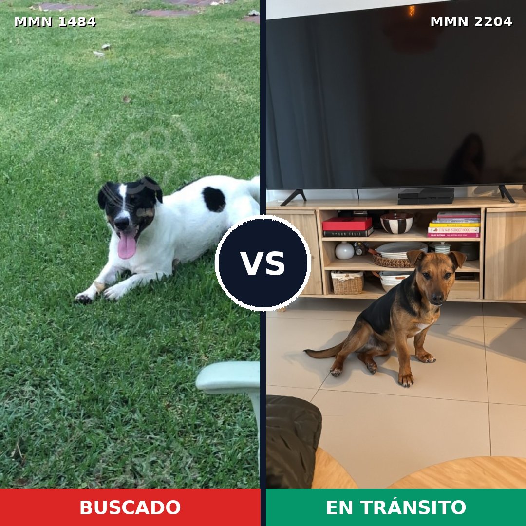 Comparativa MMS 66318: mascota perdida y mascota encontrada, 50% de similitud