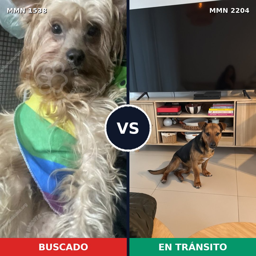Comparativa MMS 66320: mascota perdida y mascota encontrada, 58% de similitud