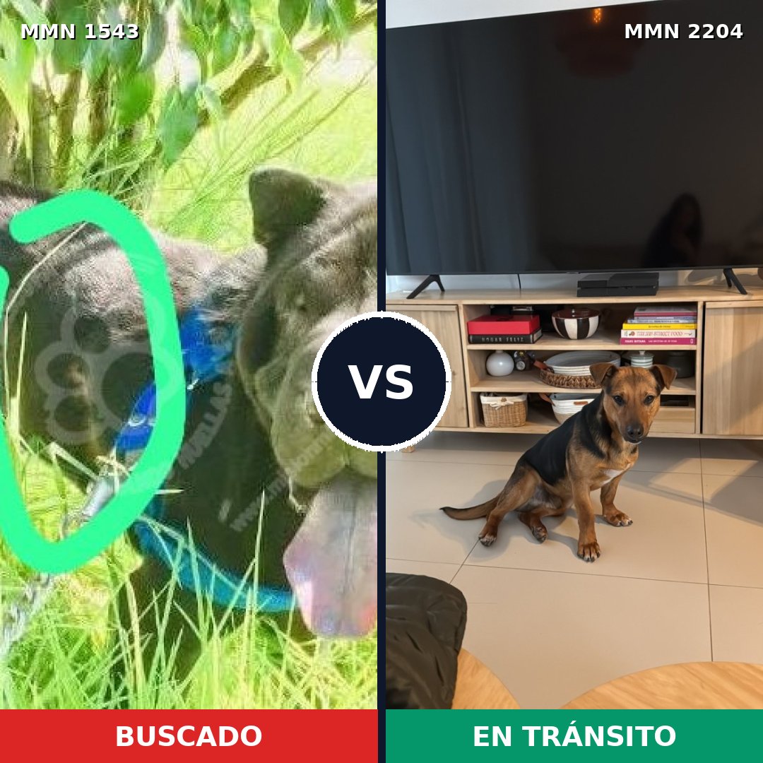 Comparativa MMS 66321: mascota perdida y mascota encontrada, 51% de similitud
