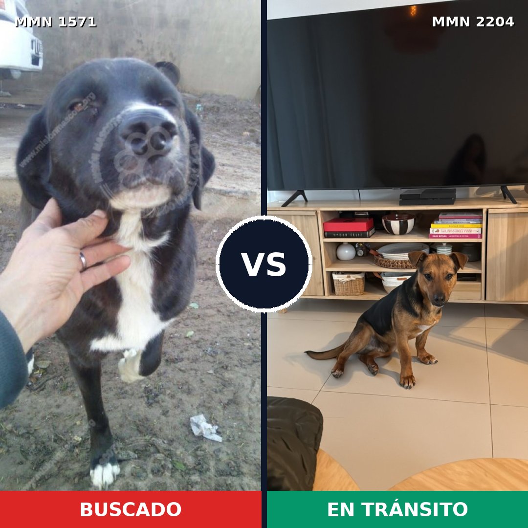 Comparativa MMS 66322: mascota perdida y mascota encontrada, 77% de similitud