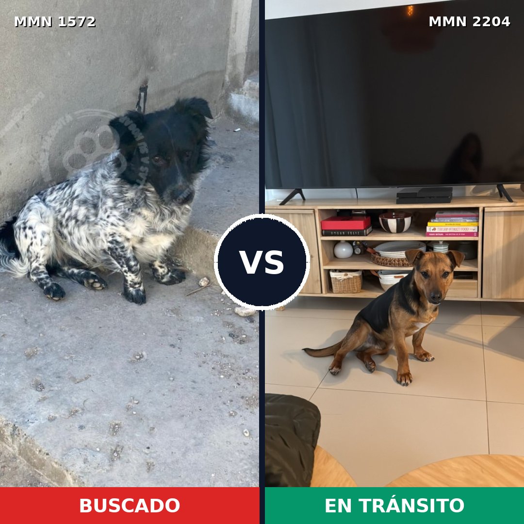 Comparativa MMS 66323: mascota perdida y mascota encontrada, 83% de similitud