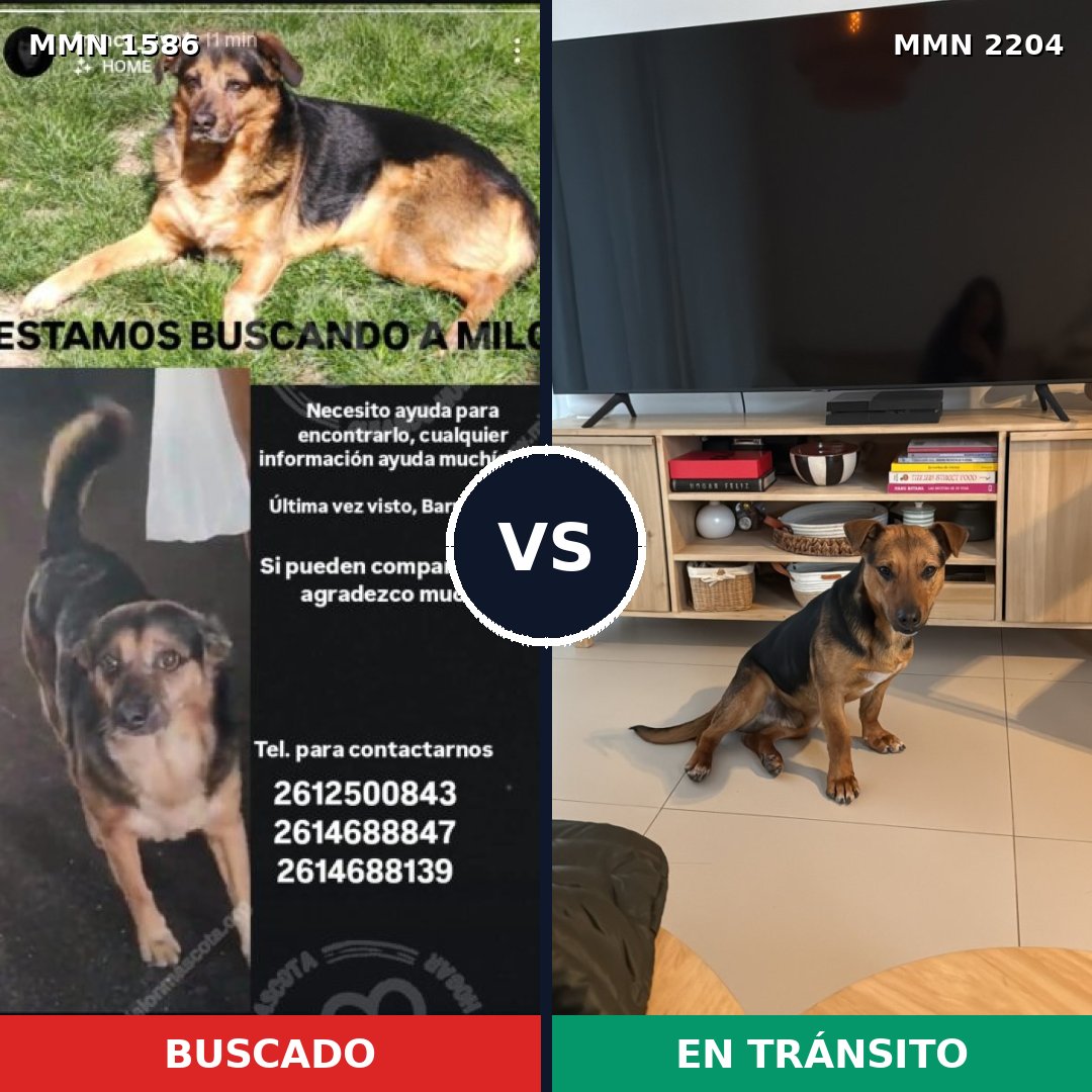 Comparativa MMS 66324: mascota perdida y mascota encontrada, 76% de similitud