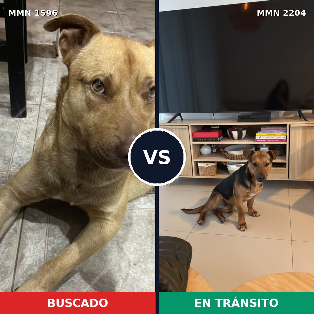 Comparativa MMS 66325: mascota perdida y mascota encontrada, 67% de similitud