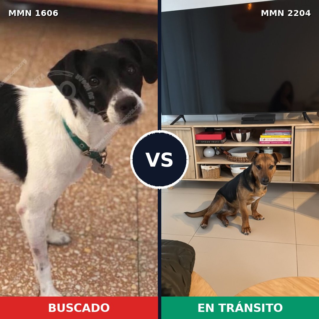 Comparativa MMS 66326: mascota perdida y mascota encontrada, 61% de similitud