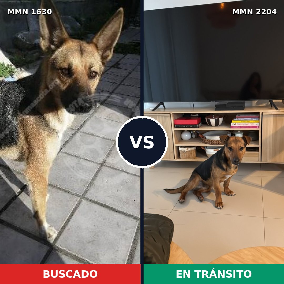 Comparativa MMS 66327: mascota perdida y mascota encontrada, 73% de similitud