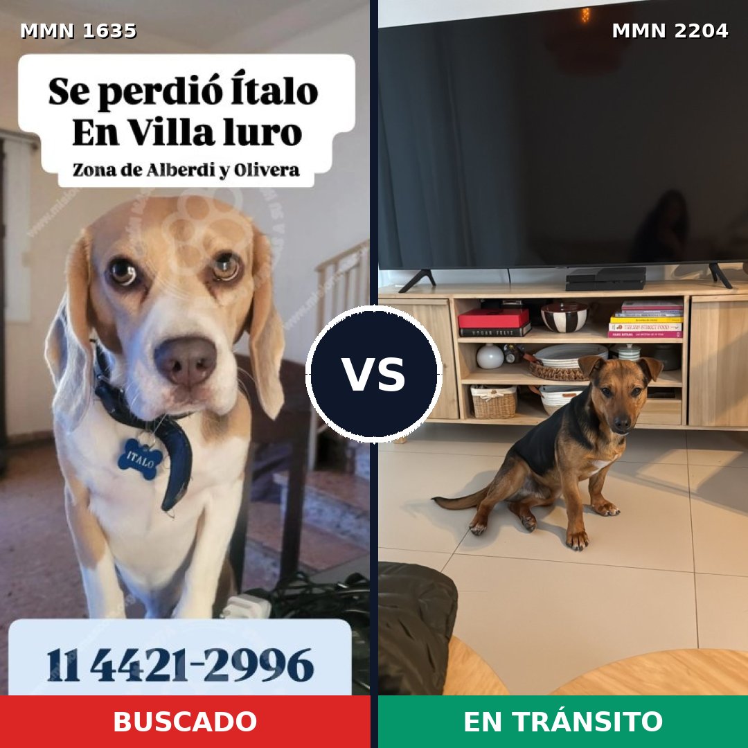 Comparativa MMS 66328: mascota perdida y mascota encontrada, 35% de similitud