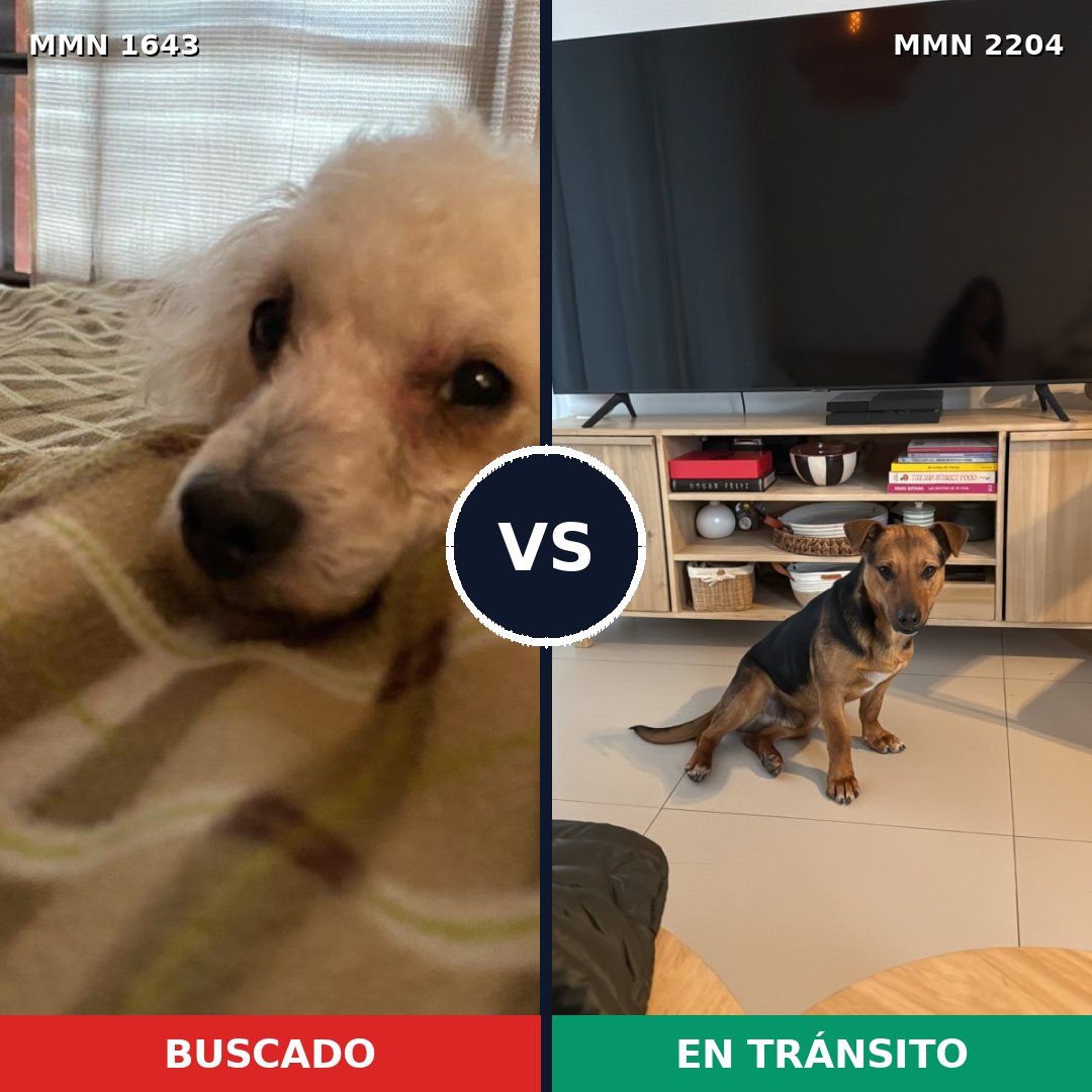 Comparativa MMS 66329: mascota perdida y mascota encontrada, 45% de similitud