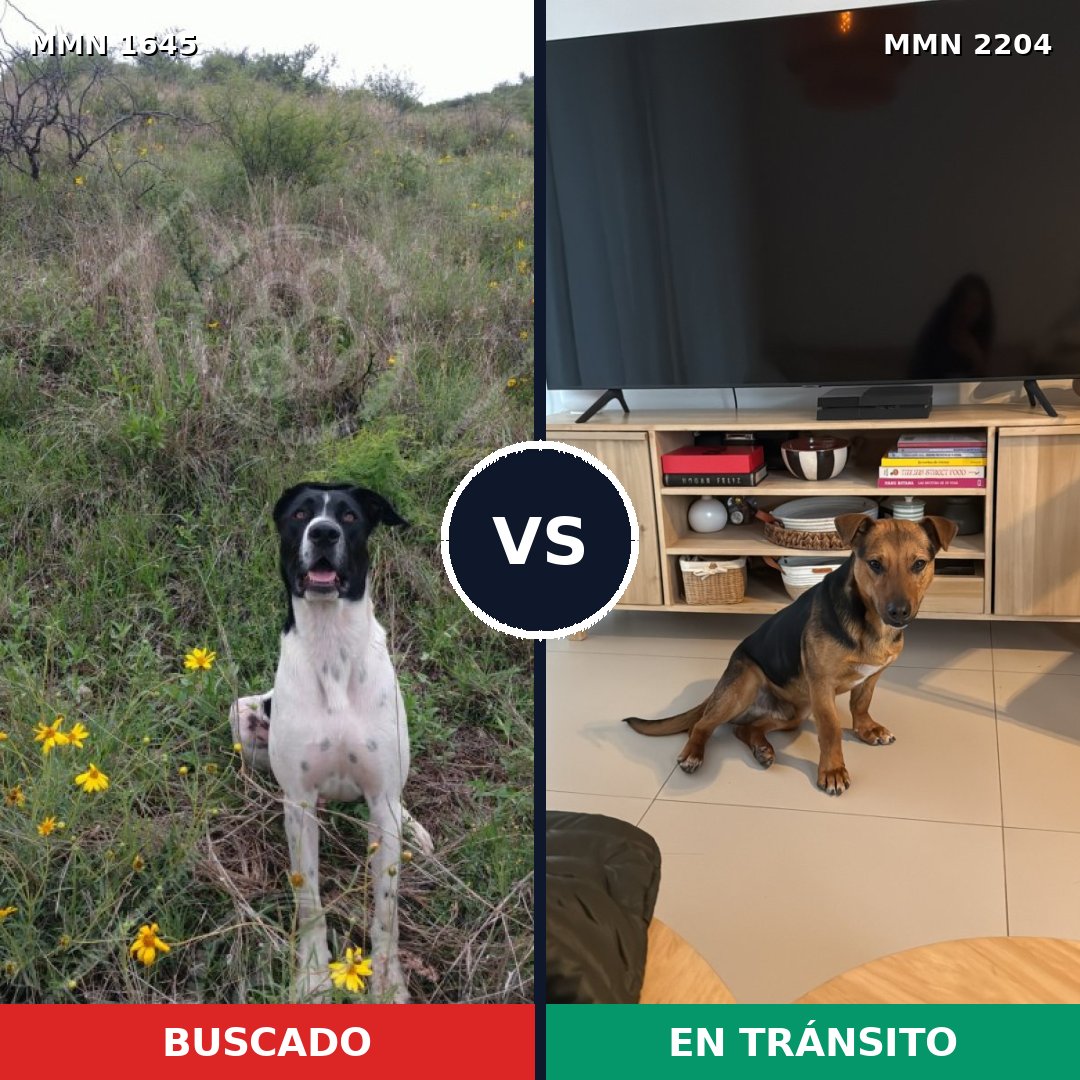 Comparativa MMS 66330: mascota perdida y mascota encontrada, 45% de similitud