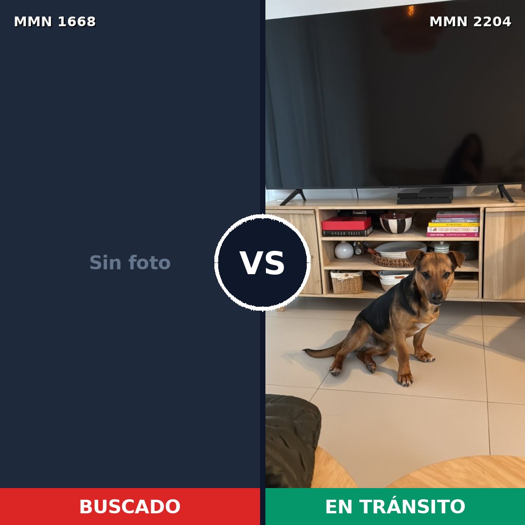 Comparativa MMS 66331: mascota perdida y mascota encontrada, 45% de similitud