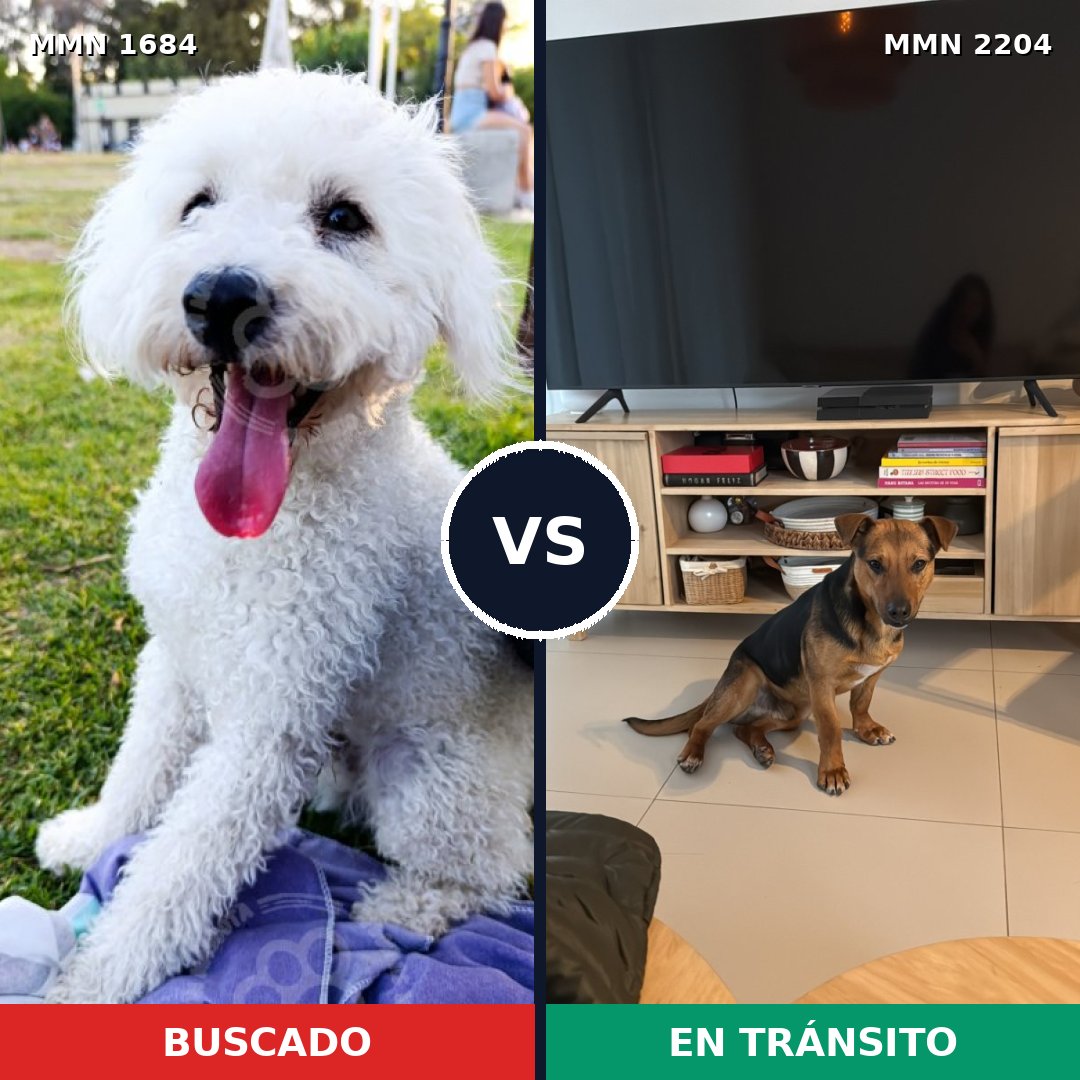 Comparativa MMS 66332: mascota perdida y mascota encontrada, 48% de similitud