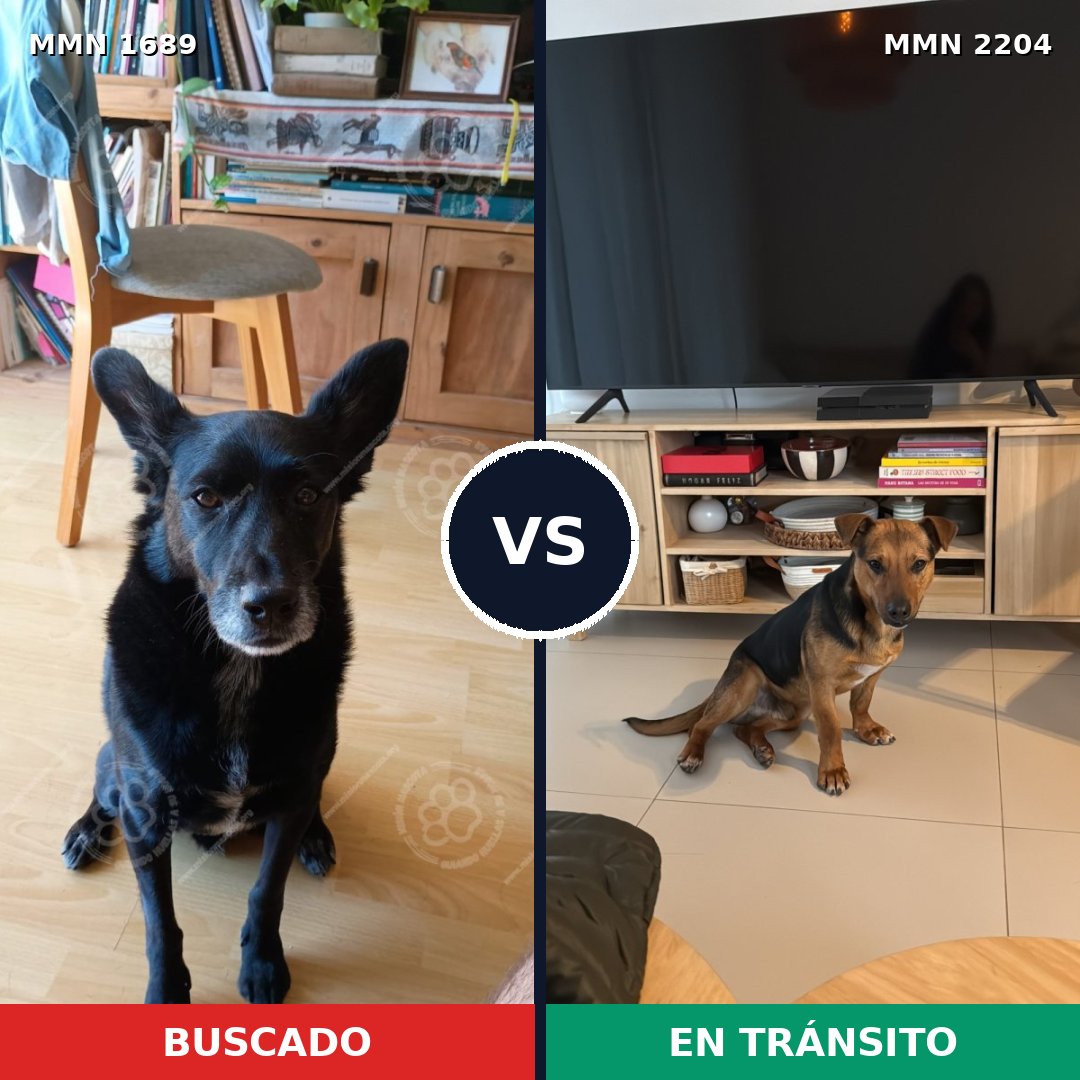 Comparativa MMS 66333: mascota perdida y mascota encontrada, 77% de similitud