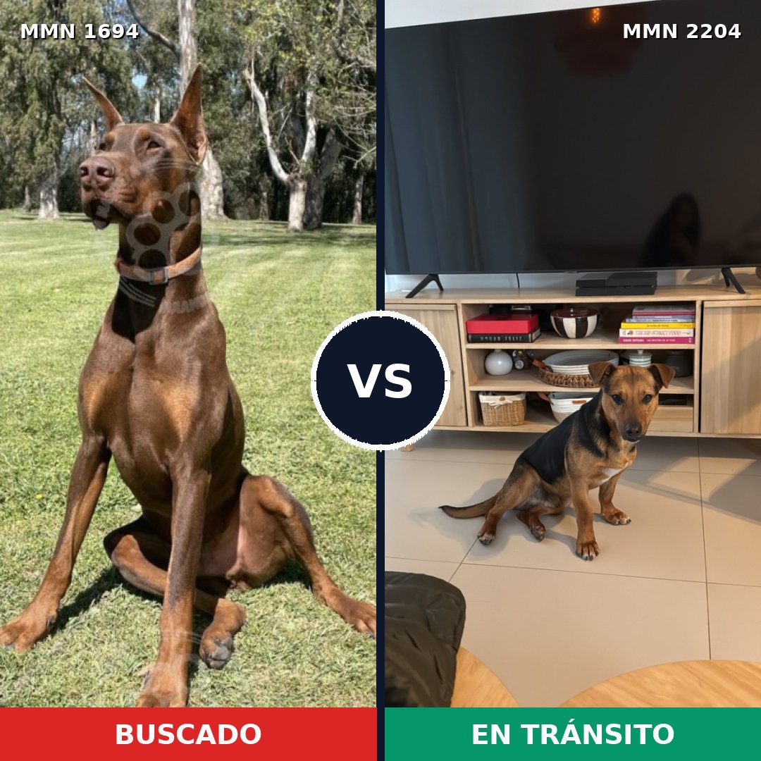 Comparativa MMS 66334: mascota perdida y mascota encontrada, 47% de similitud
