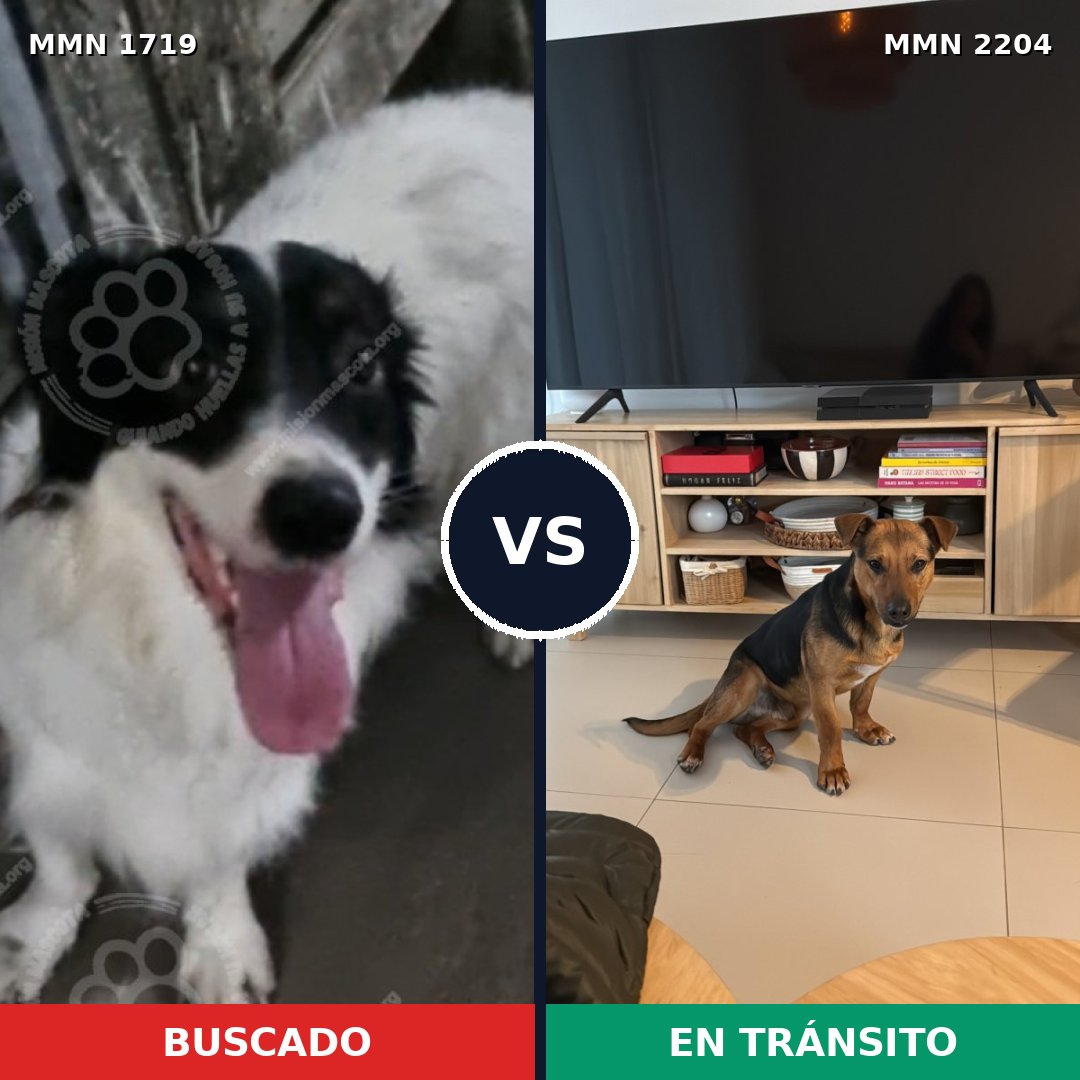 Comparativa MMS 66336: mascota perdida y mascota encontrada, 82% de similitud