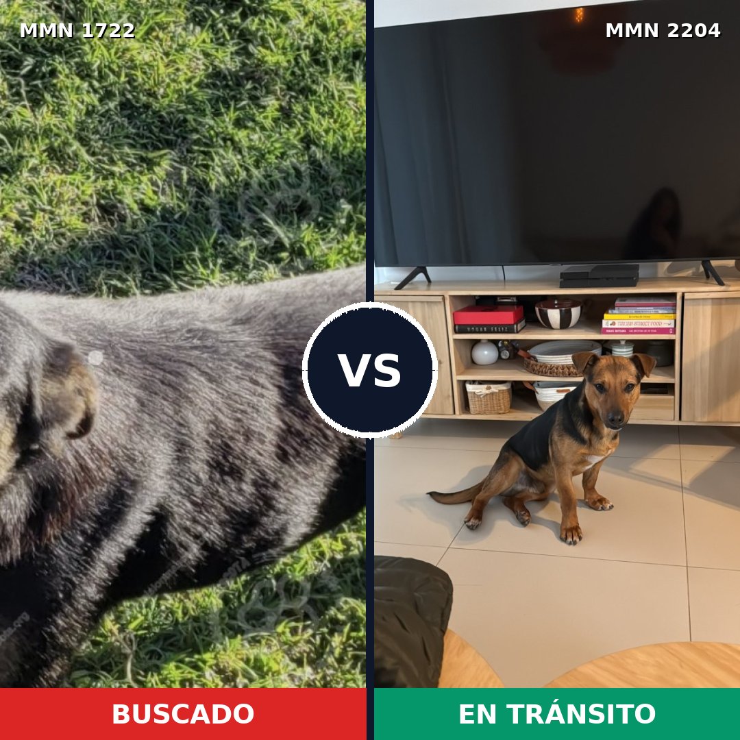 Comparativa MMS 66337: mascota perdida y mascota encontrada, 90% de similitud