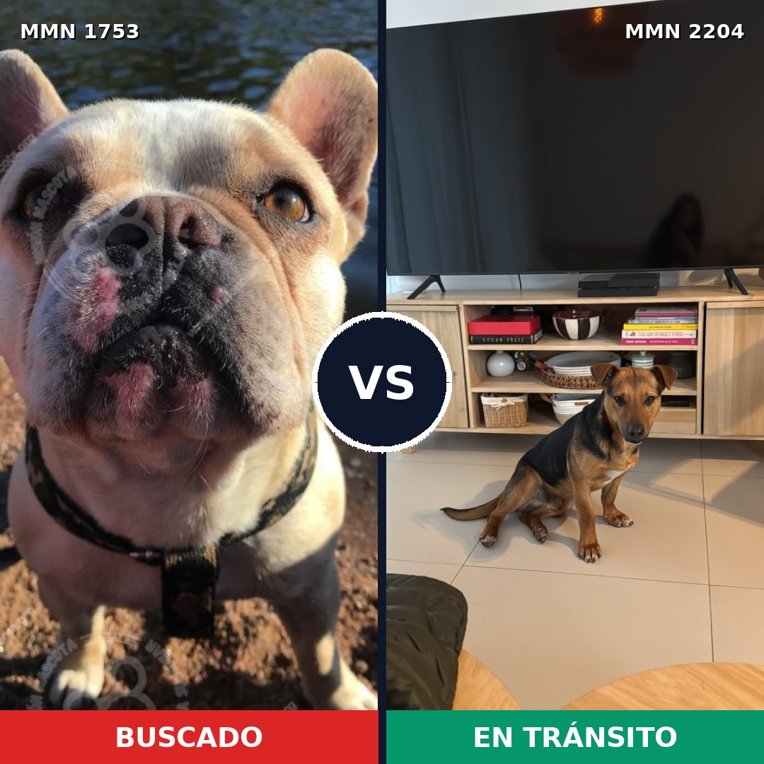 Comparativa MMS 66339: mascota perdida y mascota encontrada, 38% de similitud