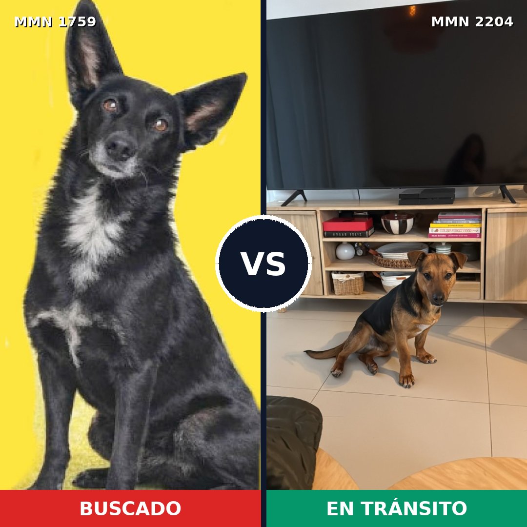 Comparativa MMS 66340: mascota perdida y mascota encontrada, 86% de similitud