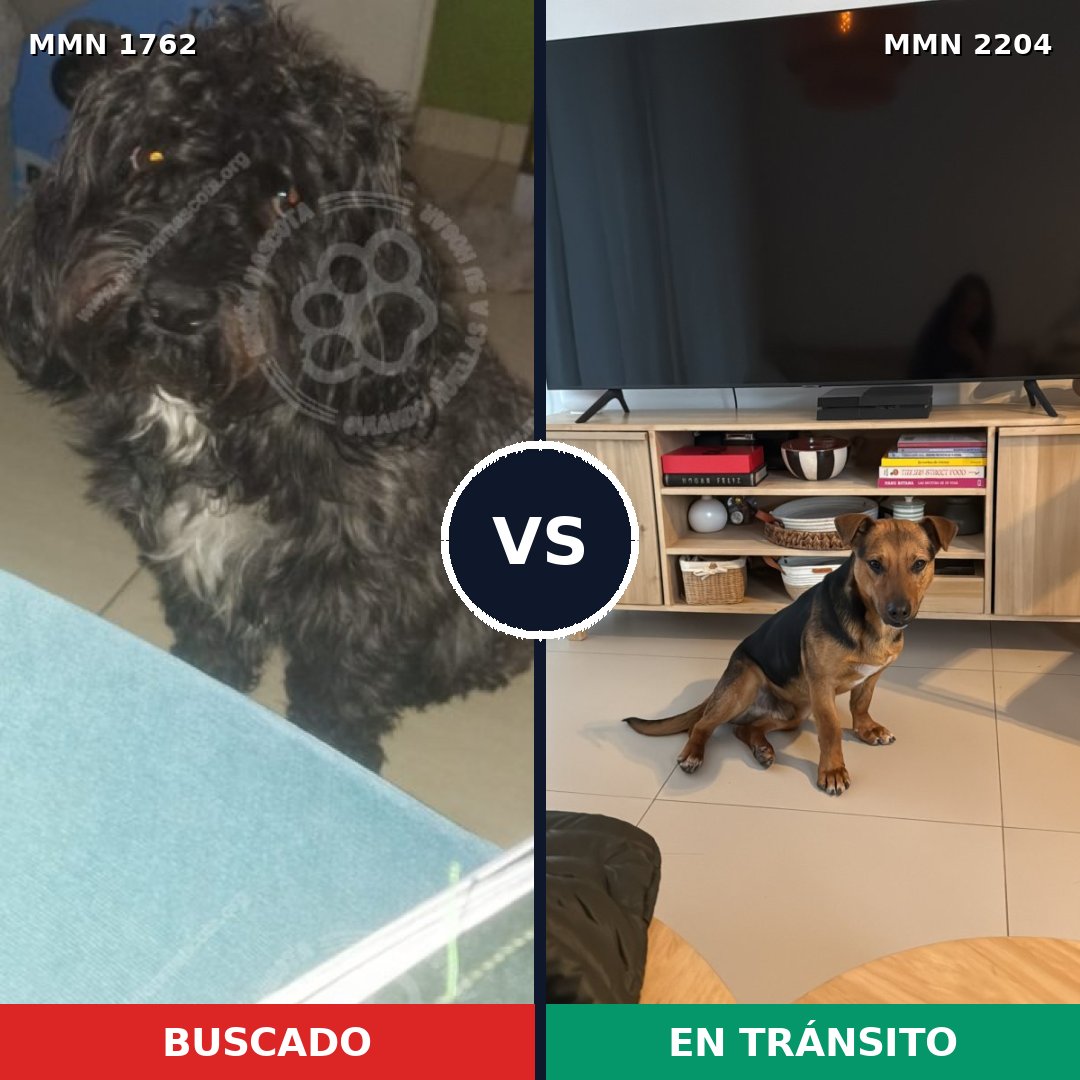 Comparativa MMS 66341: mascota perdida y mascota encontrada, 63% de similitud