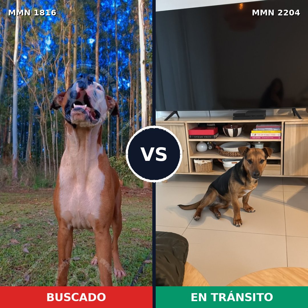 Comparativa MMS 66342: mascota perdida y mascota encontrada, 71% de similitud