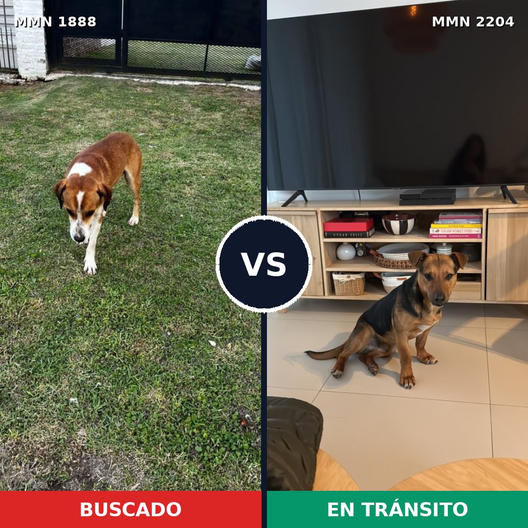 Comparativa MMS 66343: mascota perdida y mascota encontrada, 85% de similitud
