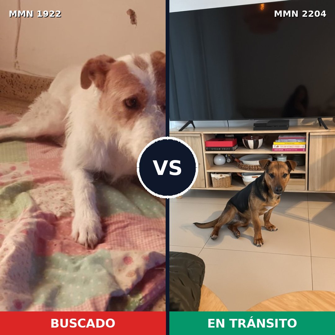 Comparativa MMS 66344: mascota perdida y mascota encontrada, 74% de similitud