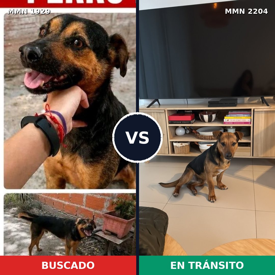 Comparativa MMS 66345: mascota perdida y mascota encontrada, 71% de similitud