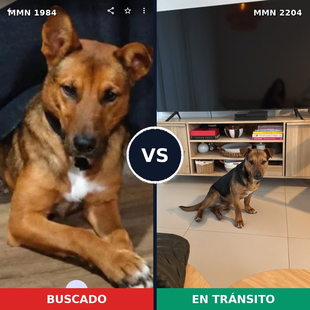 Comparativa MMS 66346: mascota perdida y mascota encontrada, 82% de similitud