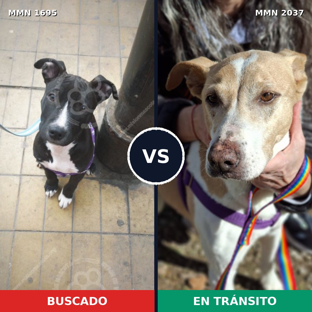 Comparativa MMS 66347: mascota perdida y mascota encontrada, 35% de similitud