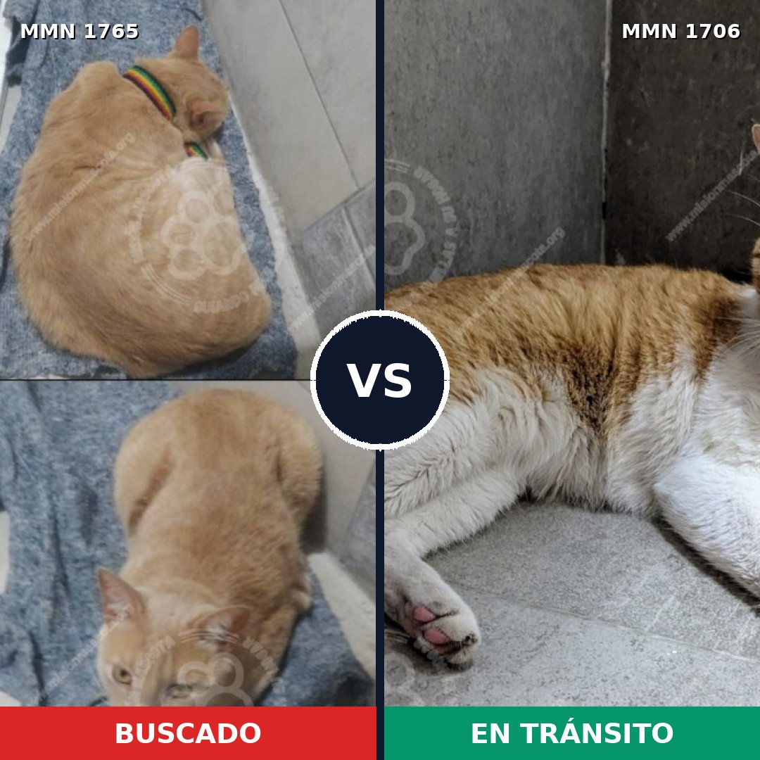 Comparativa MMS 66349: mascota perdida y mascota encontrada, 29% de similitud