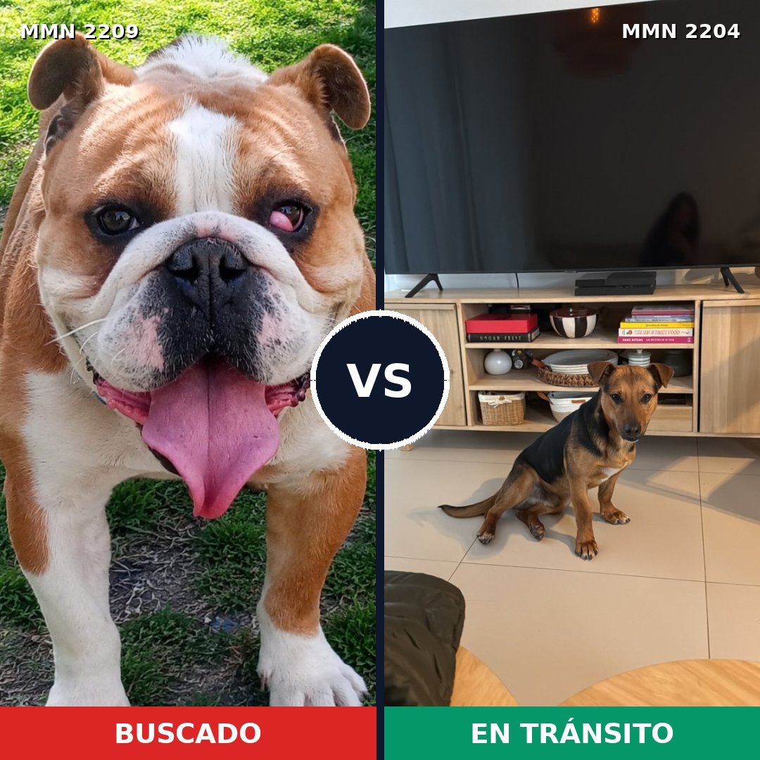 Comparativa MMS 66350: mascota perdida y mascota encontrada, 52% de similitud
