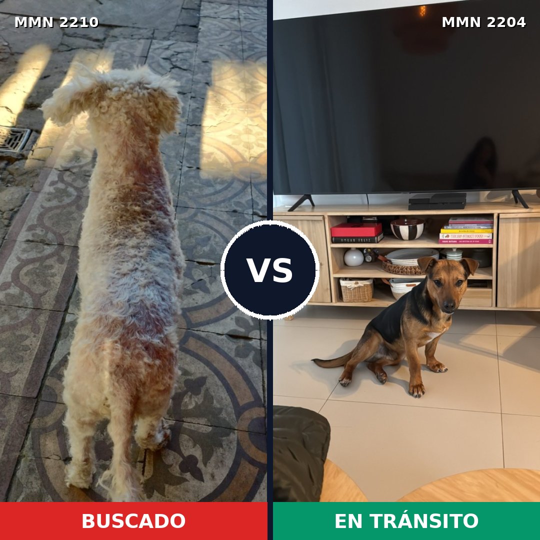 Comparativa MMS 66351: mascota perdida y mascota encontrada, 38% de similitud