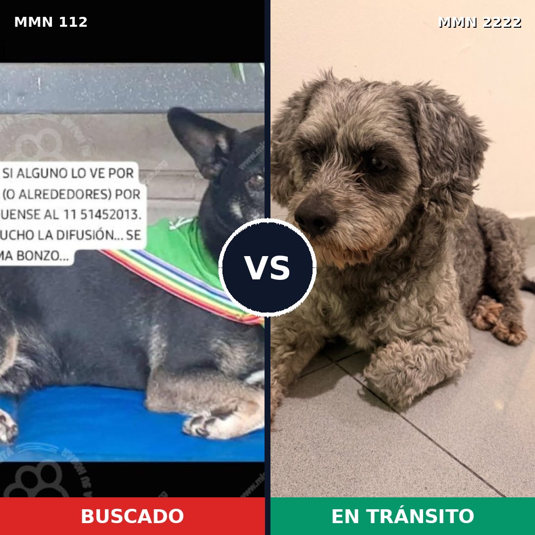 Comparativa MMS 66352: mascota perdida y mascota encontrada, 52% de similitud