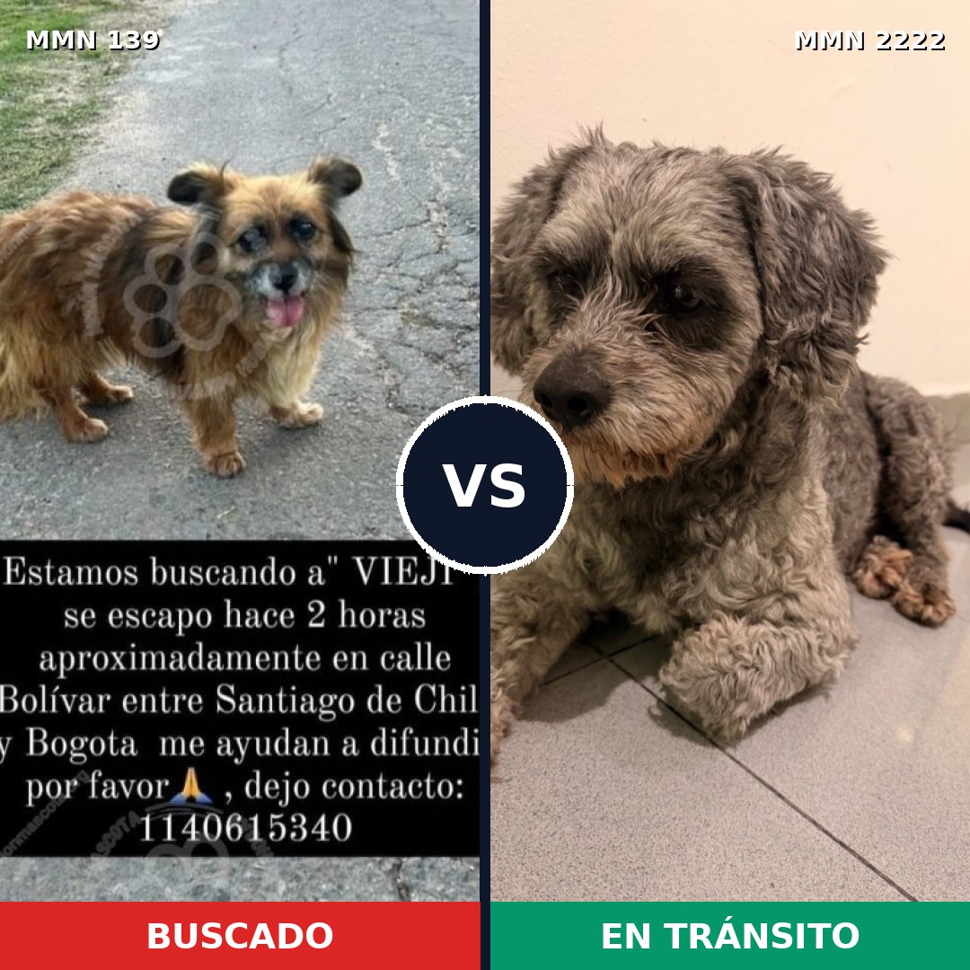 Comparativa MMS 66353: mascota perdida y mascota encontrada, 51% de similitud